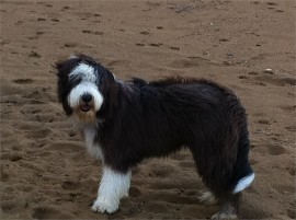 fredie